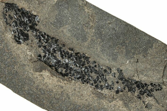 Devonian Lobed-Fin Fish (Osteolepis) Fossil - Scotland #319622